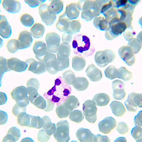 image MAGUS Bio D230TL Biological Digital Microscope,  24