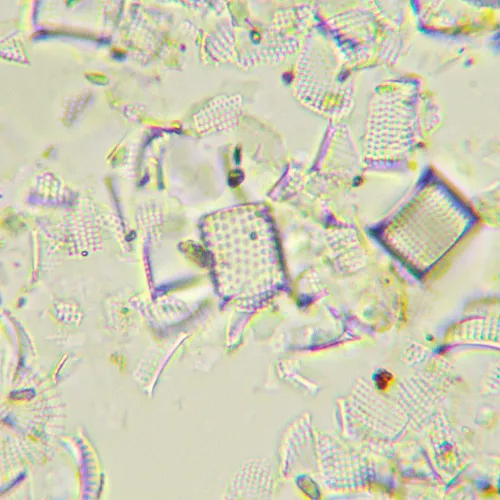 photograph MAGUS Bio 290T Biological Microscope,  26