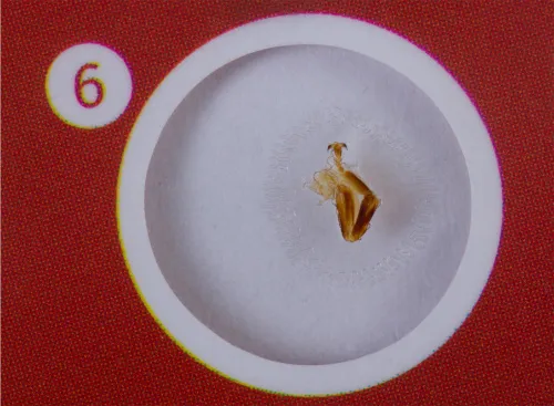 photograph Levenhuk LabZZ C12 Creatures Prepared Slides Set,  5