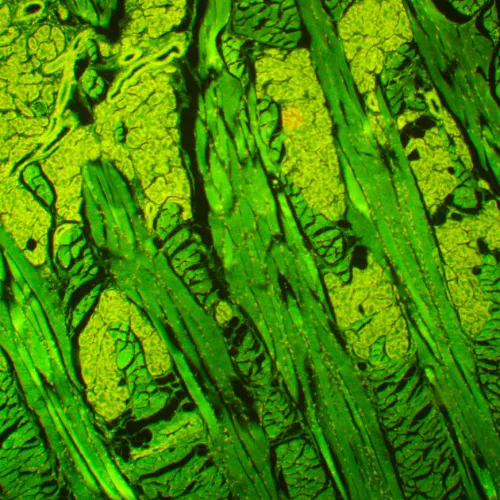 photograph MAGUS Lum D450L Fluorescence Digital Microscope,  26