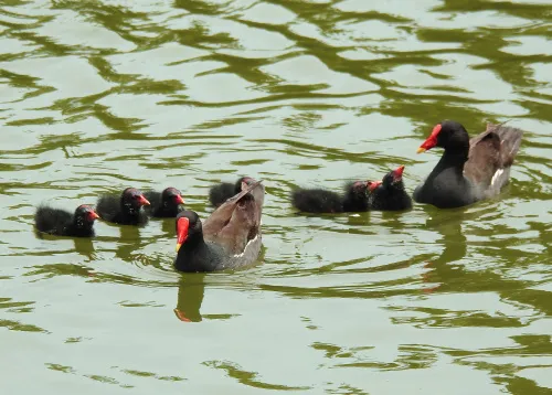 picture Levenhuk Kelvin MAK60 mini AZ Phototelescope,  15