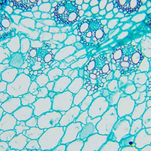 picture MAGUS Bio 260T Biological Microscope,  20