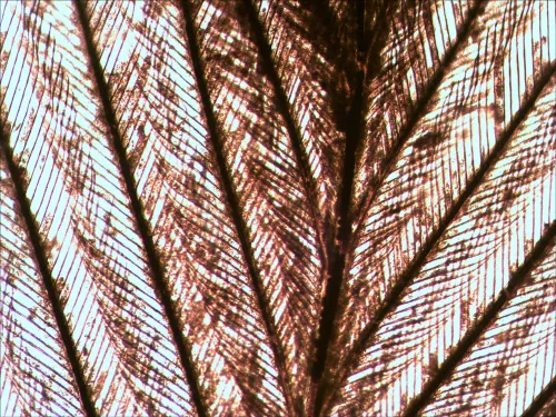 photograph Levenhuk N80 NG "See it all" Slides Set,  7
