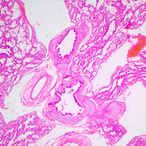 image MAGUS Bio 240T Biological Microscope,  23