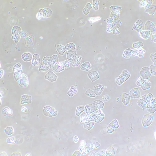 photograph MAGUS SPH2 Phase Сontrast Device,  13