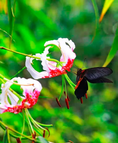 picture Levenhuk Kelvin MAK60 mini AZ Phototelescope,  16