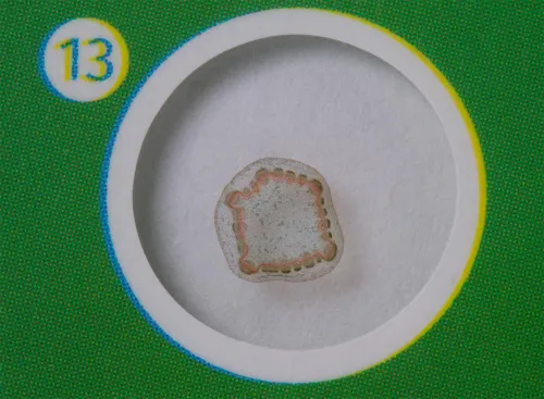 picture Levenhuk LabZZ P12 Plants Prepared Slides Set,  5