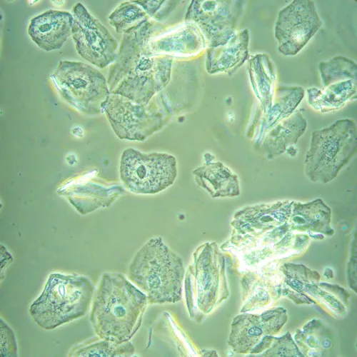 photo MAGUS Bio VD360 LCD Biological Inverted Digital Microscope,  28