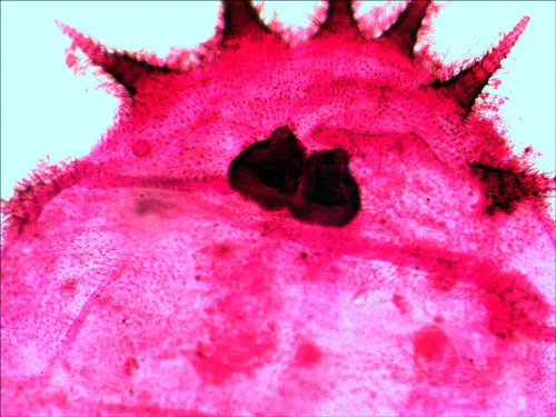 photograph Levenhuk N20 NG Prepared Slides Set,  12