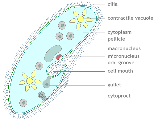 paramecio caudatum