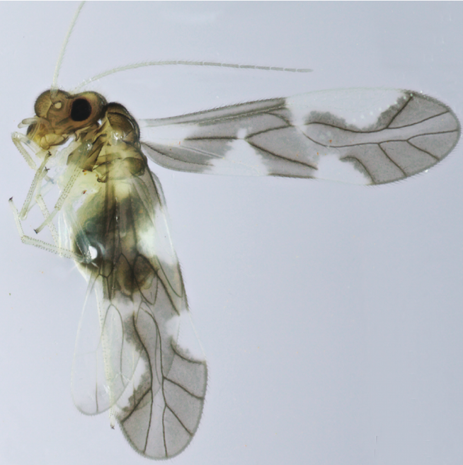 MAGUS in Insect Research in French Guiana MAGUS in Insect Research in French Guiana